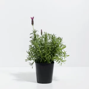 Lavender Primavera