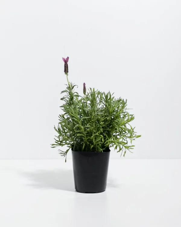 Lavender Primavera