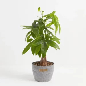 Money Tree Plant