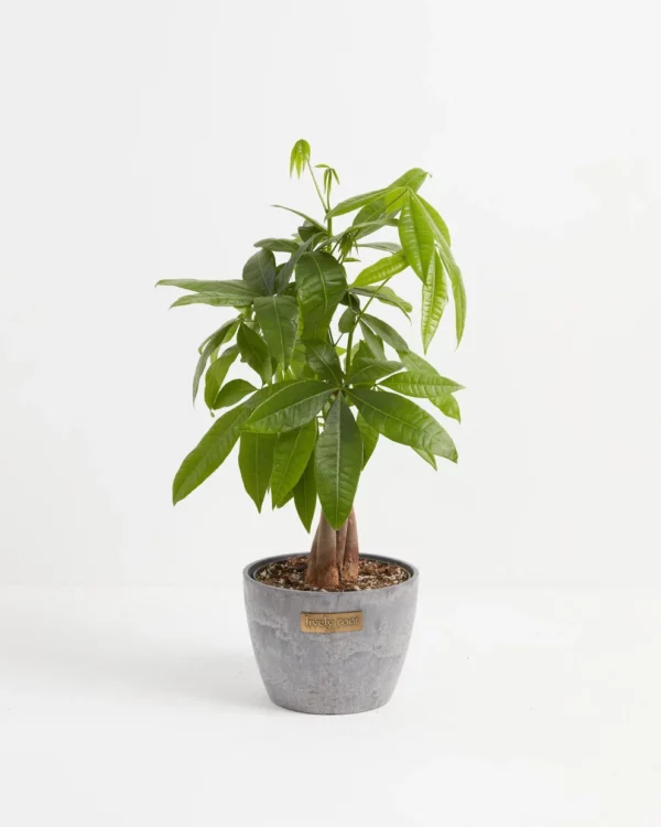 Money Tree Plant