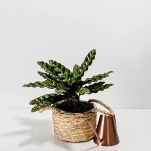 Calathea Rattlesnake
