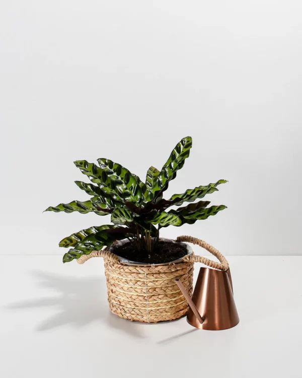 Calathea Rattlesnake