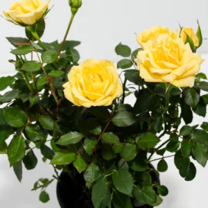 Lemon Yellow Miniature Roses