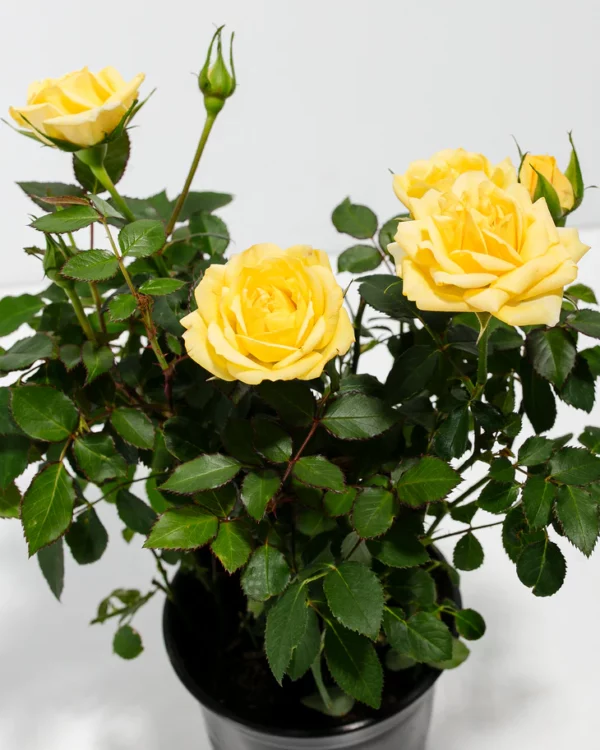 Lemon Yellow Miniature Roses