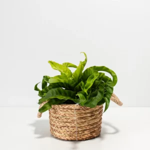 Hurricane Fern