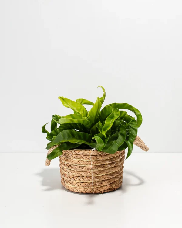 Hurricane Fern